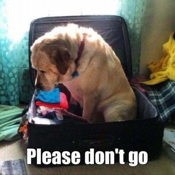 allfunnydogs's tweet photo. Please don't go http://t.co/1AEBALpn4s