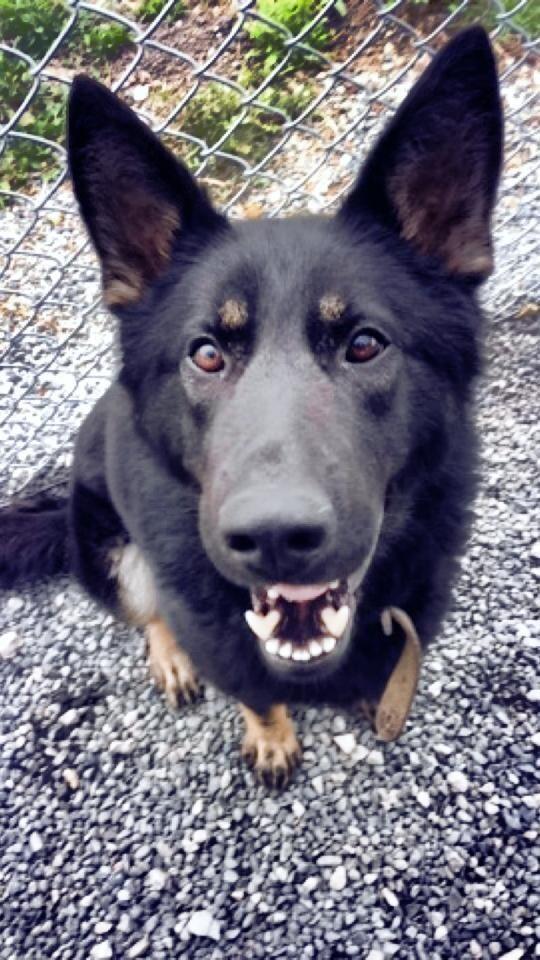 Good Morning. Happy to be here. K-9 Ares on the art of smiling!