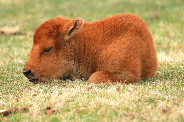 publiclandsday's tweet photo. It's Baby Bison Monday...This put a huge smile on our faces too. via @YellowstoneNPS http://t.co/RG6f1OBZFr