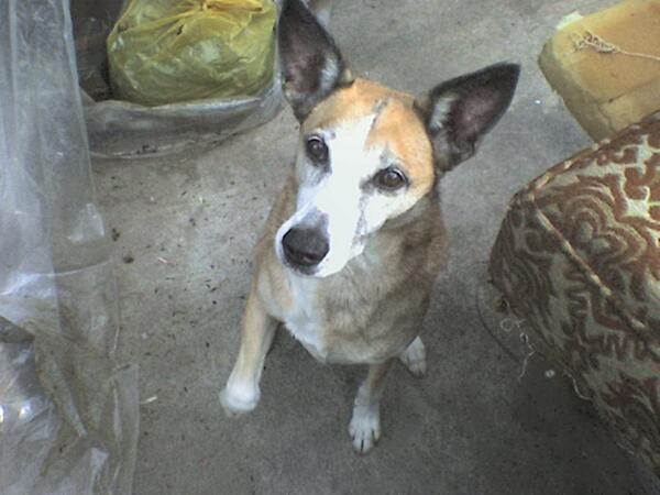 LuciaTavella's tweet photo. #FelizDía chuli!!!!!!! #Gracias por siempre recibirme con tu  incomparable alegria!!!
#TeAmo tanto! ♥ #NuncaMeFaltes! http://t.co/7CcsjOyNUQ