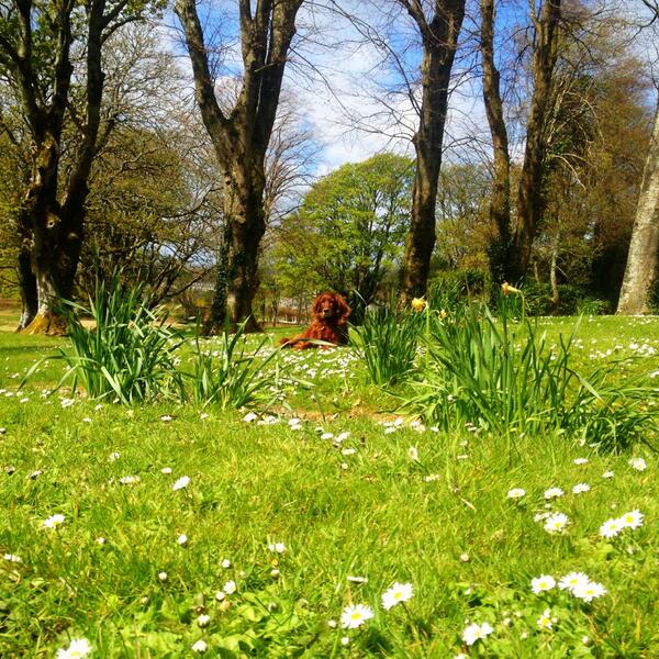 AdamPurcell91's tweet photo. Laila, or Layla.. Dunno. Best dog in Killarney tho. #killarney #dog http://t.co/0EqtrCJiAc
