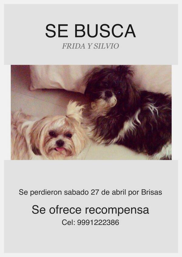 KiffiEvia's tweet photo. El sábado se perdieron Silvio y Frida, dos shitzus de @yuyuperez ayuden a encontrarlos plz RT http://t.co/aUkk8N7GqU