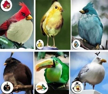 TuhafAmaGercek's tweet photo. Angry Birds kuşlarının gerçek halleri http://t.co/LQ2OywdLOO