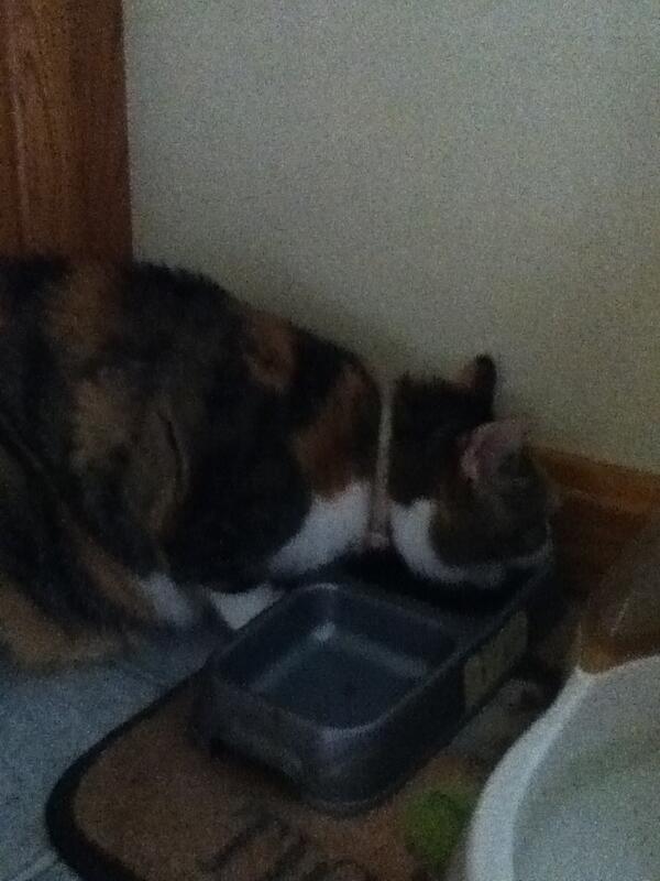 Calithekittycat's tweet image. What I do all day. Plus sleep.