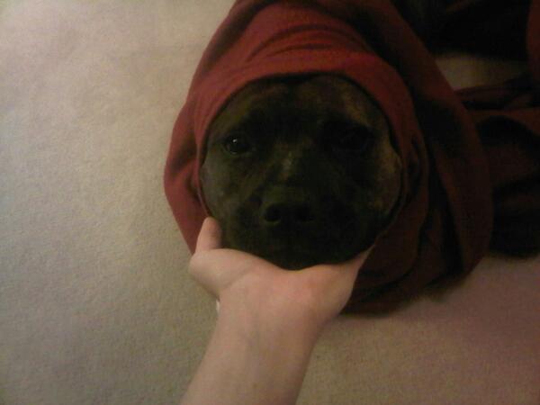 ChloeMetcalfe's tweet photo. Alien dog my perfect partner in life http://t.co/FP6hJ6cEi7