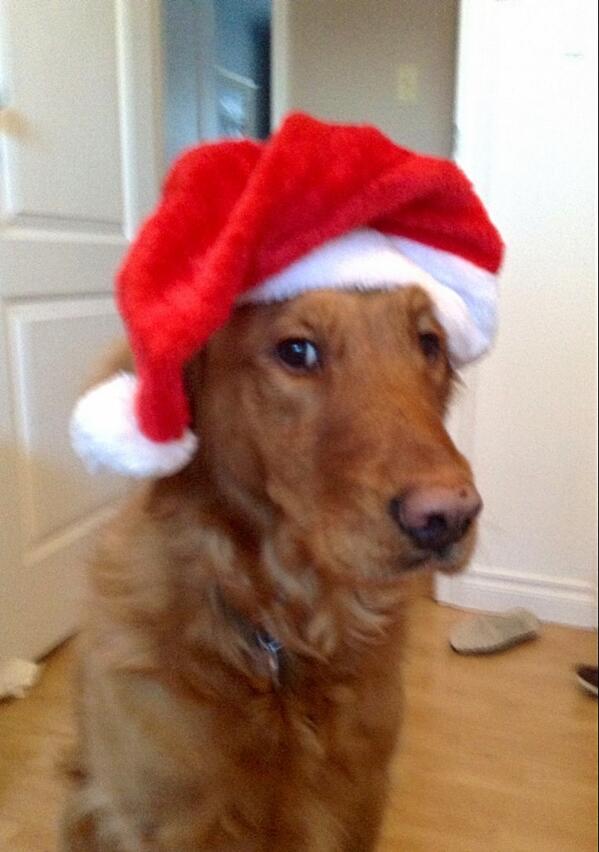 _katjackson_'s tweet photo. @MichelleKendra Sully gets his holiday hats mixed up sometimes #happybirthday http://t.co/yO3dJifLgT