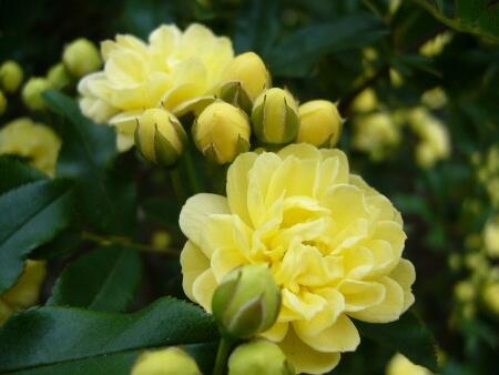 ট ইট র もも おはようございます O 4 30誕生花は モッコウバラ 花言葉は 幼い頃の幸せな時間 つる性の常緑の薔薇 細く伸びた枝先に小さな小花をびっしりと咲かせます 干した根は芳香剤として使われ 似た香りがする事が名前の由来です Http T Co