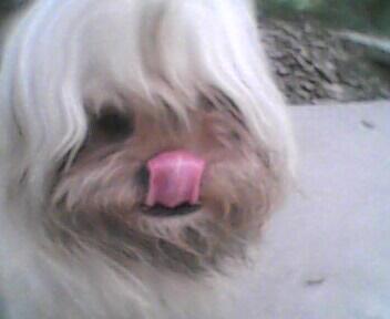 AliceZT's tweet photo. @wwwbigbaldhead Hi,it's always me.I get up now.and I have lots of homework to do.I so miss you.kiss kiss~It's my dog~ http://t.co/LcB5leLFop
