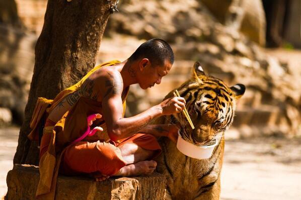 NaturPictures's tweet photo. Armonía http://t.co/Kc55B0hUDI