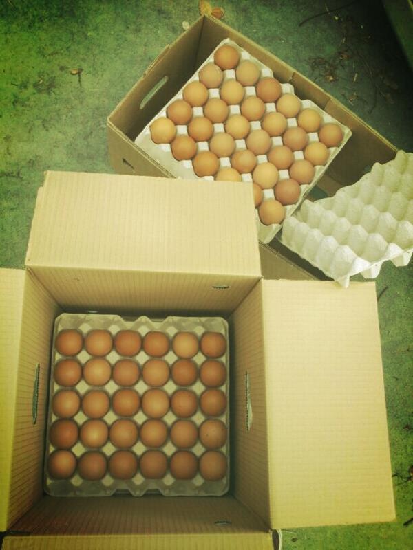 robercgarcia's tweet image. “@LaFraguaProd: Y esta es la aportación de Huevos Capi: 180 huevos. ¡Gracias! http://t.co/WEeXz0ySvZ” @Hucapi