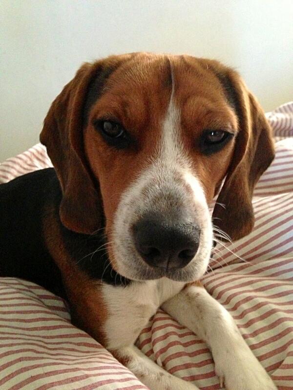 PamBristow's tweet photo. Latest nickname for our brown dog with white schmear: Beagle With Cream Cheese. http://t.co/7mJDnaJBco
