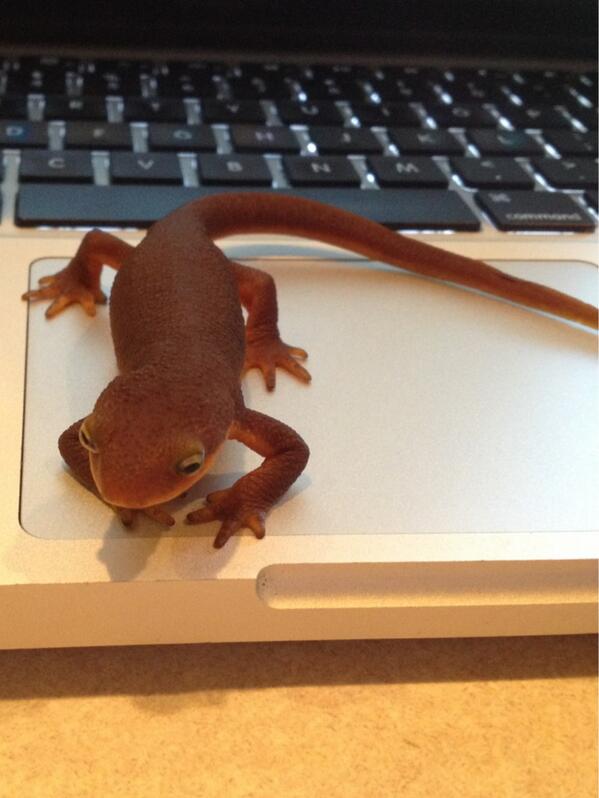 stuffonsal's tweet image. #onewithtechnology #computersavvy