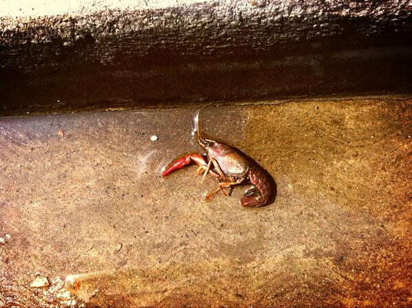 yonstarr's tweet image. I call this, "crawfish in puddle."
#onlyinNoLa