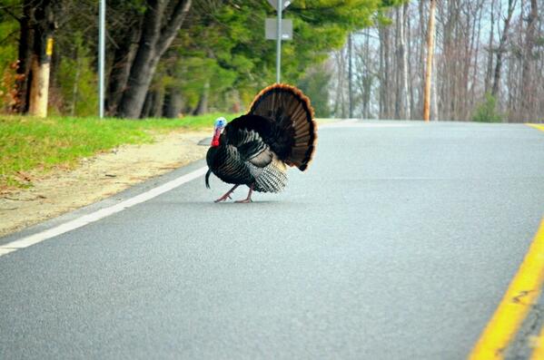 Come tomorrow he will be hiding. <a href="/VisitAdks/">Visit Adirondacks</a>