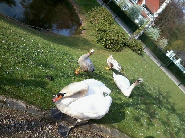 PariLipperts's tweet image. Along my #joggingpath not only the birds’re singing but #gooses &amp;amp; #ducks also stood up to Greet me :D