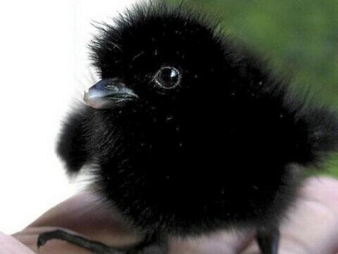 WADAIPICs's tweet photo. カラスの赤ちゃんに萌えたらRT♡ http://t.co/f23vZBkSQV