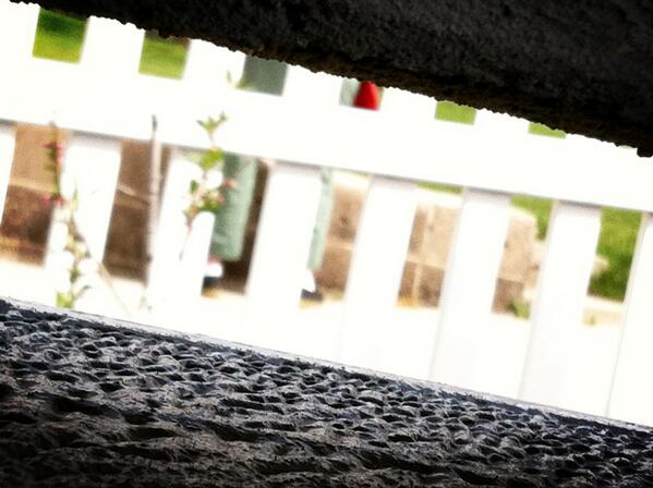 avada_k's tweet image. Oh glob look at her. She's poking the dirt with a hand-shovel...I'm so confused...somebody halp. #neighborlife