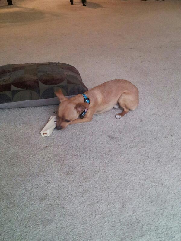 Ellijayite05's tweet photo. @GeorgettePalmer @ShaunaBoo5 He is having a chewy bone... Keeping him busy http://t.co/D9XgLUDgOY