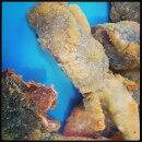 Crispy frog veal!