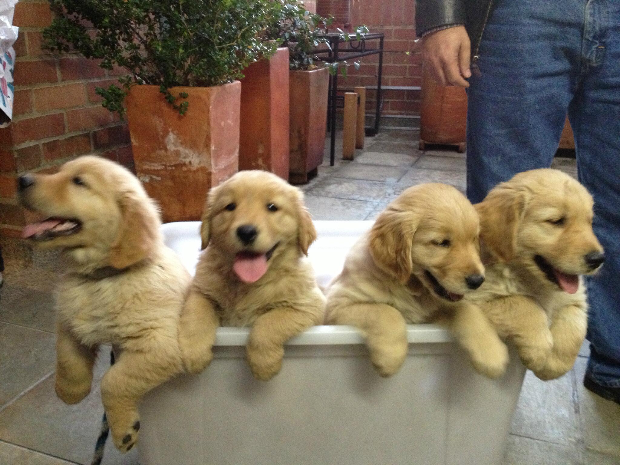 Twitter-এ Laura Manrique: "4 Hermosos cachorritos de 2 meses Golden  Retriever a la venta y listos para entregar! Informacion commigo! porfa  RT!! http://t.co/BjAjT8mzKl" / টুইটার