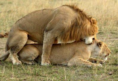 amyhuberman's tweet photo. Dangerous high tackle. 
#lions2013 http://t.co/A6p6O0zPWf