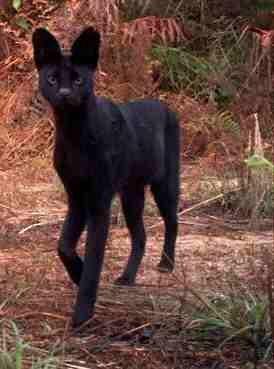 I want this as a pet. http://t.co/t0HHuKVAfH