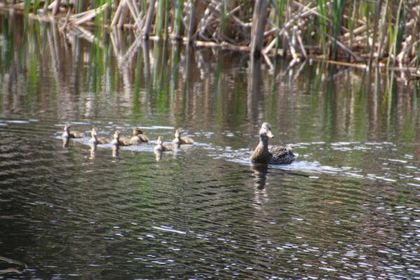 HealthP2's tweet image. Spring is so Grand!