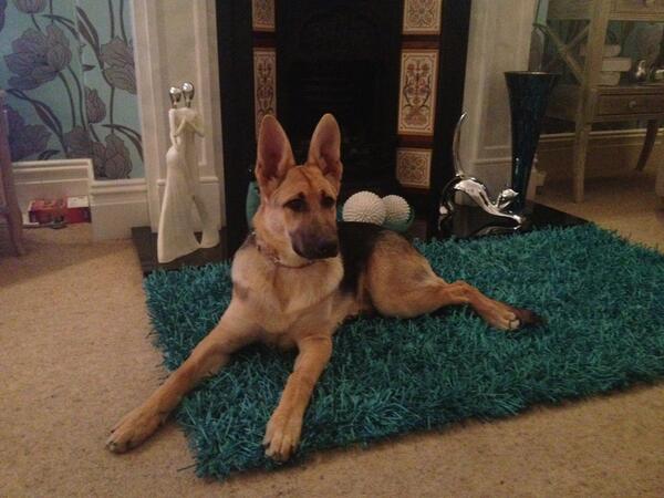 chislilly's tweet image. Lottie, my faithful hound