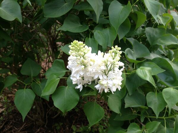 davidlally's tweet photo. At last, the lilacs! http://t.co/4oOg3JmquE