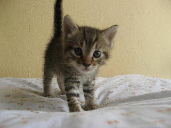 Slika