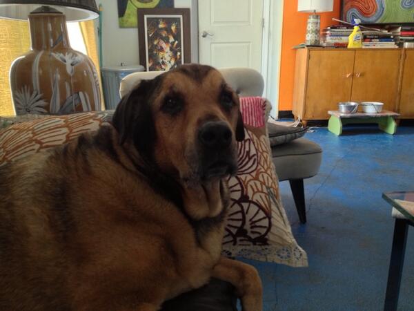 Trexben's tweet photo. Naomi waiting for a morning run #cutedog http://t.co/kYNDfRpTRg