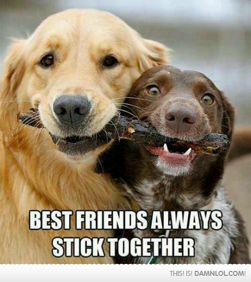 ashleighb456's tweet photo. @SaalihahBrey ... Just to let you know, I'm the lab ;) http://t.co/G4ji3qGpid
