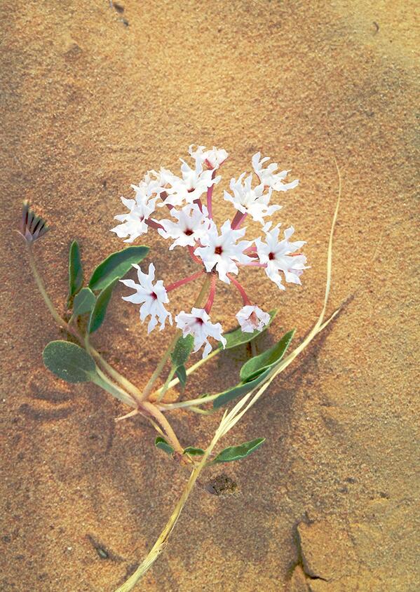 rodmanprimack's tweet photo. Desert flowers in #Amangiri in #Utah. http://t.co/gTNI9d1spF http://t.co/9iznuSdvu0