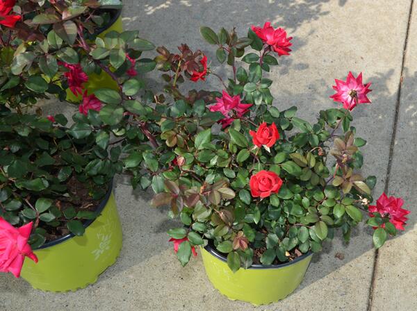 CampbellsvilleU's tweet photo. Green Minds is  selling  Double Red Knock Out roses at the Chowning Patio  today through Friday from 8 a.m. to 4 p.m. http://t.co/rGXdqOwTVh