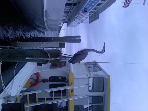 cadyharron's tweet image. ya he's keepin watch and posing at the same time. #mutitasking