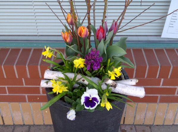 sweetcelebrtns's tweet image. @OohLaLaDesigns #May1 our #springplanter exploded with colour today! Glorious!