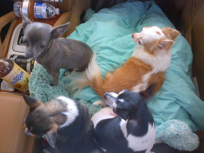 A little joy ride with all 4 of my mini creatures #chihuahua #adopt #rescue http://t.co/svL7NDiiXc<a href="/tag/rescue"class="tags"><span>#rescue</span></a><a href="/tag/adopt"class="tags"><span>#adopt</span></a><a href="/tag/chihuahua"class="tags"><span>#chihuahua</span></a>