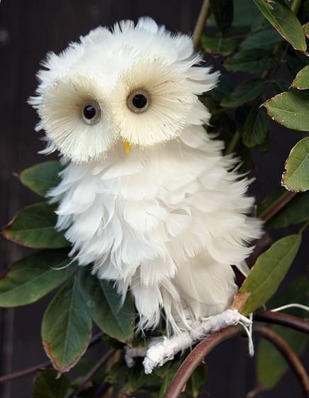 birdahabak's tweet photo. Beyaz Baykuş...görülmemiş bir güzellik. http://t.co/QJbMNwIoM0