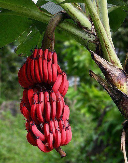 الموز الأحمر أحد أنواع الموز قشرته حمراء ولبه أحمر وأكثر حلاوة من الموز الأصفر موطنه آسيا وأمريكا الجنوبية BJNh9arCEAAMQAh