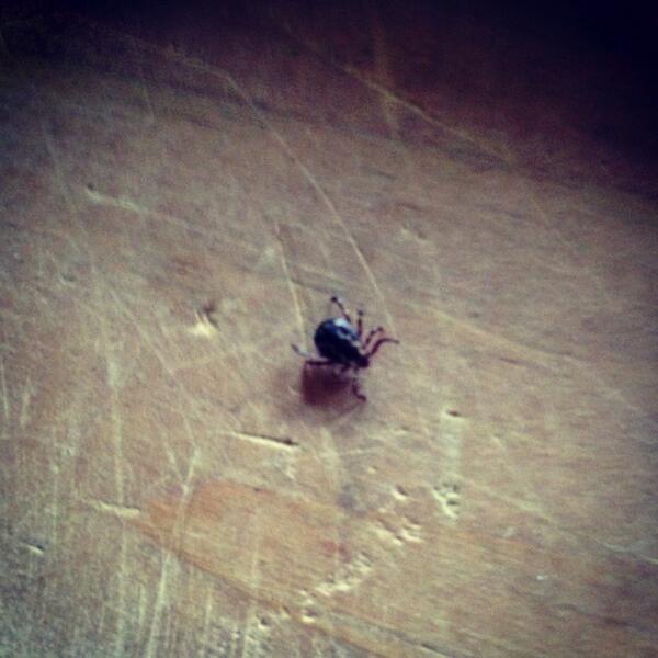 MattySoap's tweet image. First tick of the season.  #predeath #hatethem