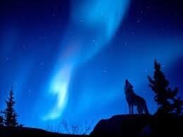 Dark_EmmaSwan's tweet image. #DarkWolfEmmaOut 

-howls good night to #BloodMoonAlphaWolf and the #BetaWolves
