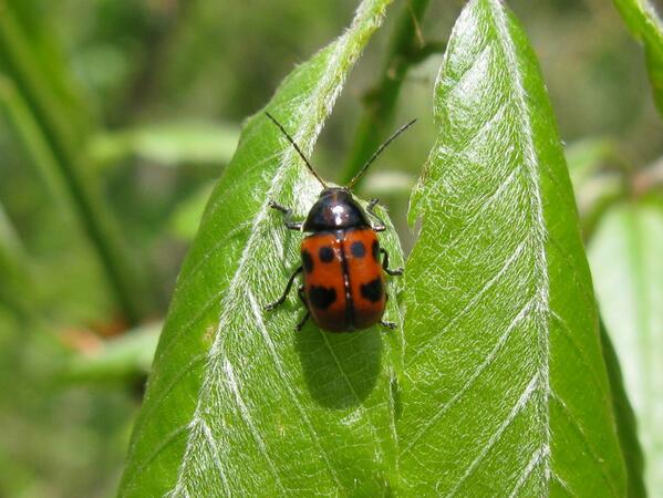 おはら野国 大統領はハナ ヨツボシツツハムシ テントウムシ だと云う でも違う ひげがピューと長い 細長く丸くない 別になるけど ニジュウヤホシテントウムシをテントウムシダマシと害虫駆除には多く書かれてるが テントウムシ科 Http T Co