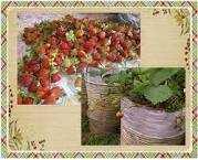 rancaupas's tweet photo. Perkebunan setrowberi http://t.co/DyWKPKWd4g