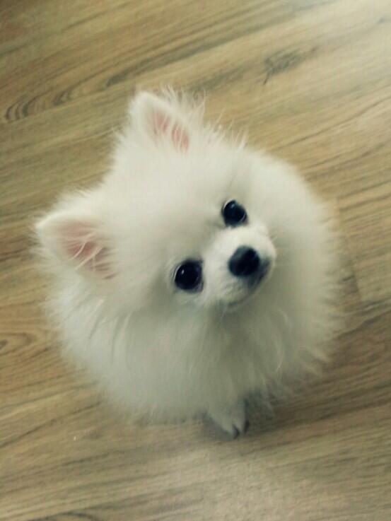 yanjii's tweet photo. 사랑하는 똥강아지 바니
아 이뻐~ http://t.co/282XKstceP