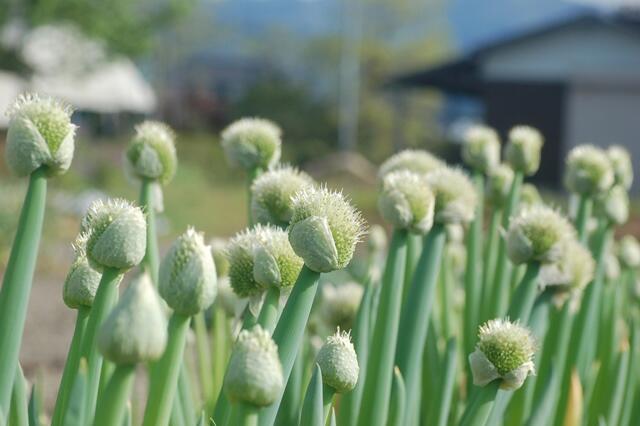 安心院町グリーンツーリズム研究会 風に揺れてるネギ坊主 これが出てしまったら ネギは固くて あまり食べられない って とある農家のお母ちゃんが言っていたけれど 先日 別の家庭でてんぷらにして食べていました ほんのり ネギ味で 美味しかった