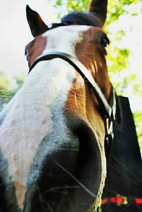 Just loved being snorted on!