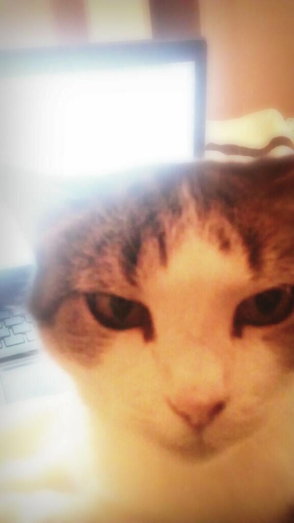 hannah_jess's tweet photo. Can't work. Feline obstructing view and creative process @WTOCtv http://t.co/bKBJINLBfE