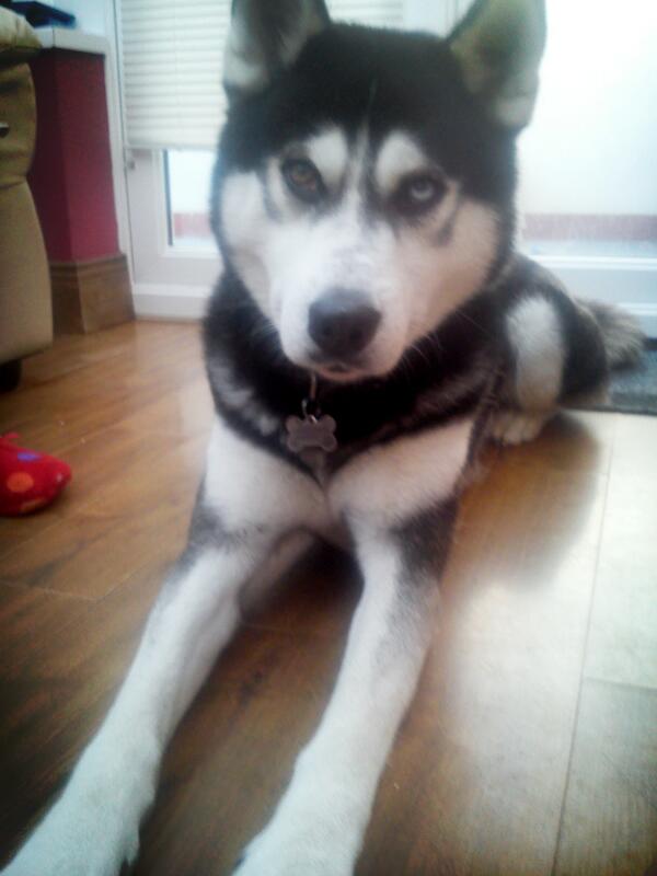 MeghanKeogh5's tweet image. Demon #poserrr