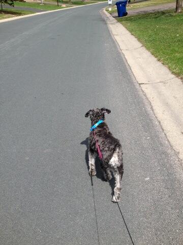 With stiff wind today Newman was glad he had a little extra girth to hold him down. #bigboneddog #theflyingdog