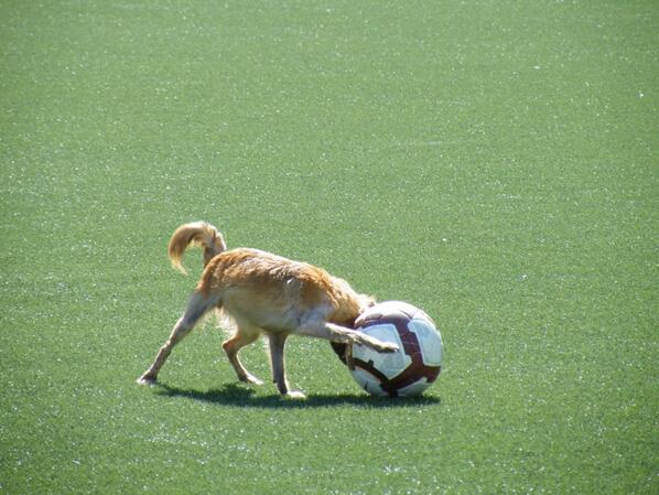 FutFemeninoVE's tweet photo. el fútbol es para todos o no ? mira la foto y dinos http://t.co/bhN6aDQQrQ